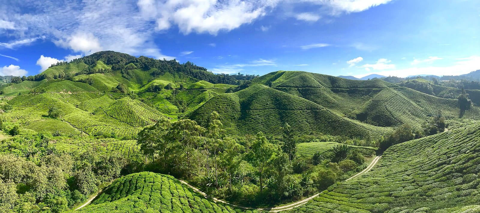 Sungai Palas Boh Tea Cafe photo 3