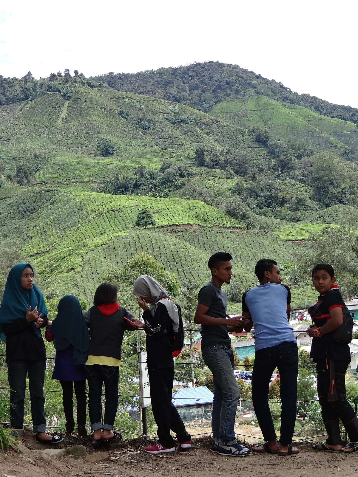 Sungai Palas Boh Tea Cafe photo 2