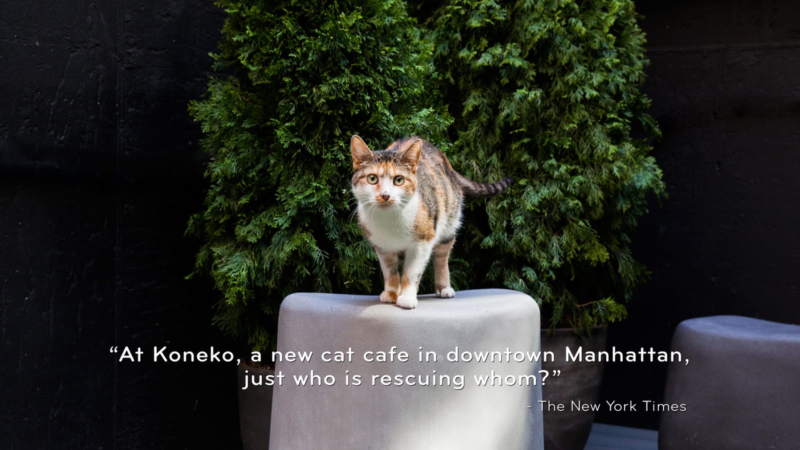 Koneko Cat Cafe