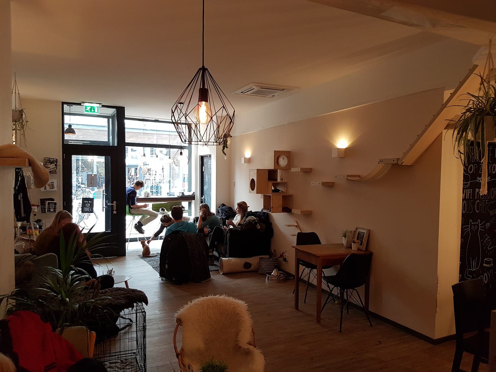 Kattencafé OP Z'N KOP