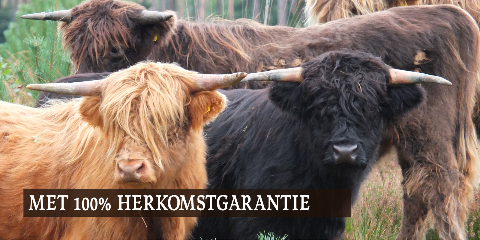 Rustpunt De Woeste Grond photo 2
