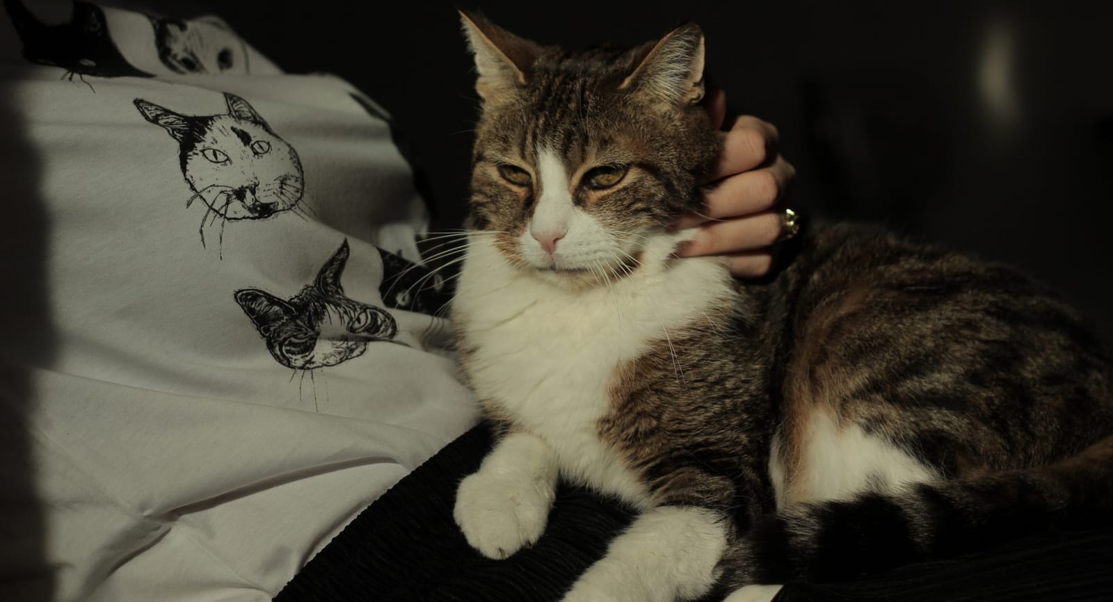 Kattencafé Kopjes