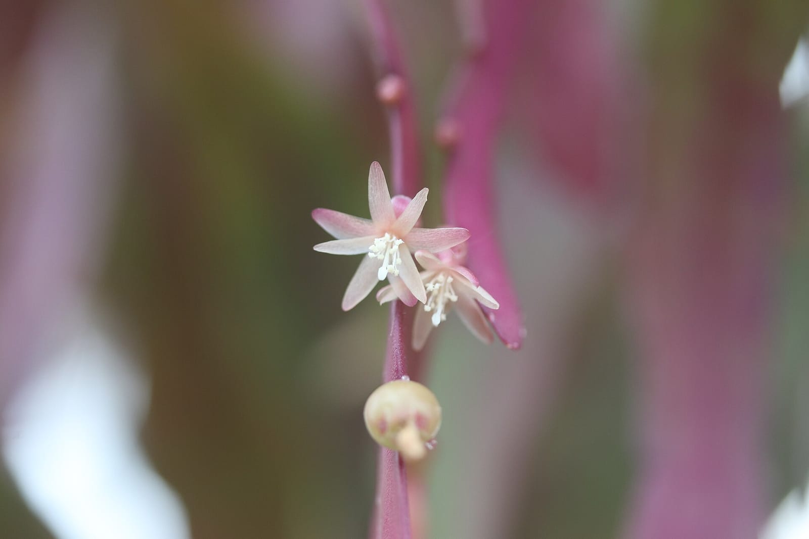 Hortus Grand Café photo 11