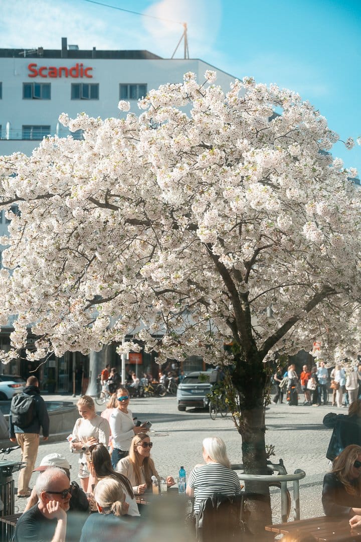 Blings photo 8