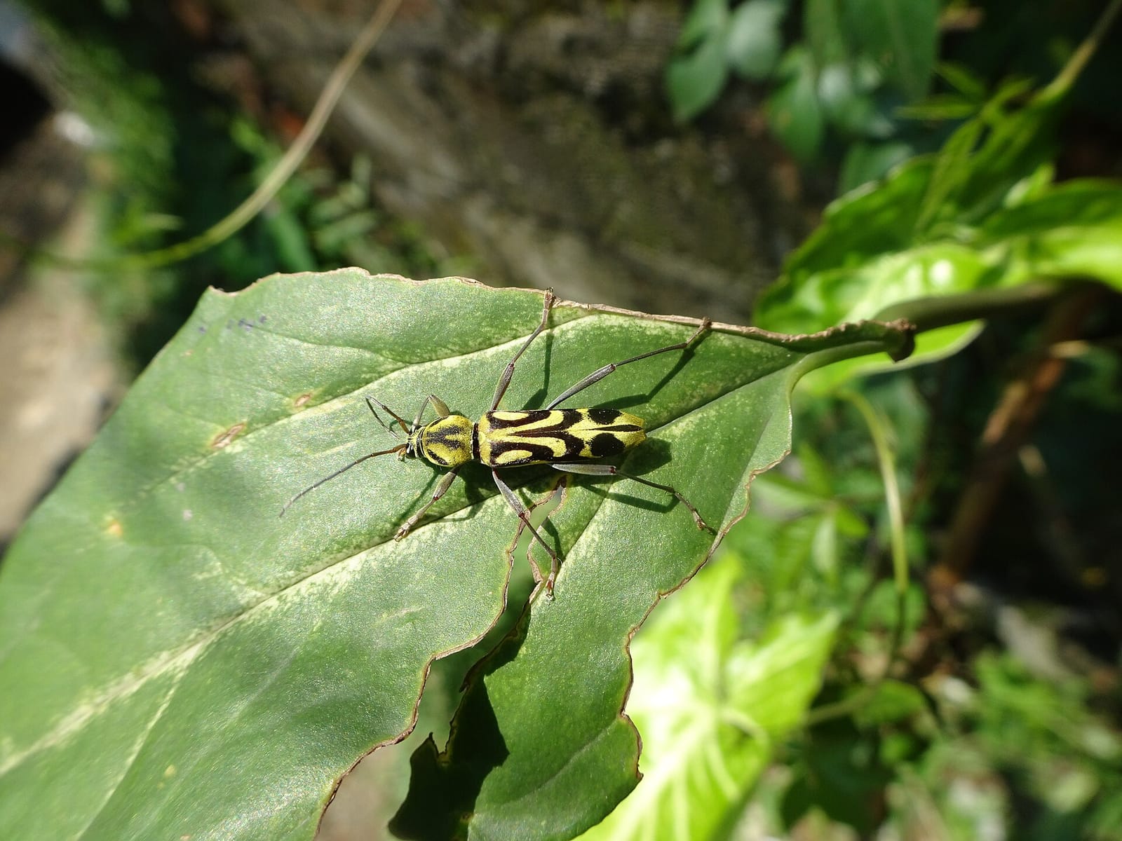 GG's Coffee House & Bagels