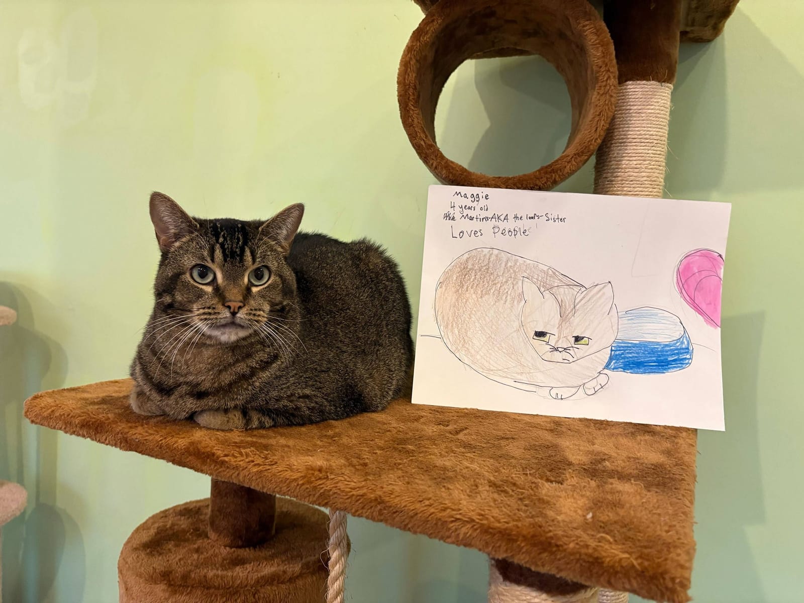 Beans Cat Cafe photo 4