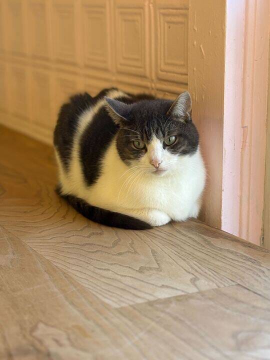 Beans Cat Cafe photo 2