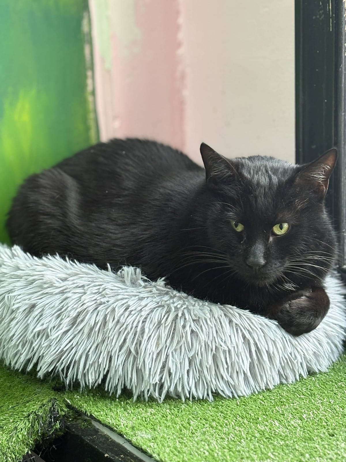 Beans Cat Cafe