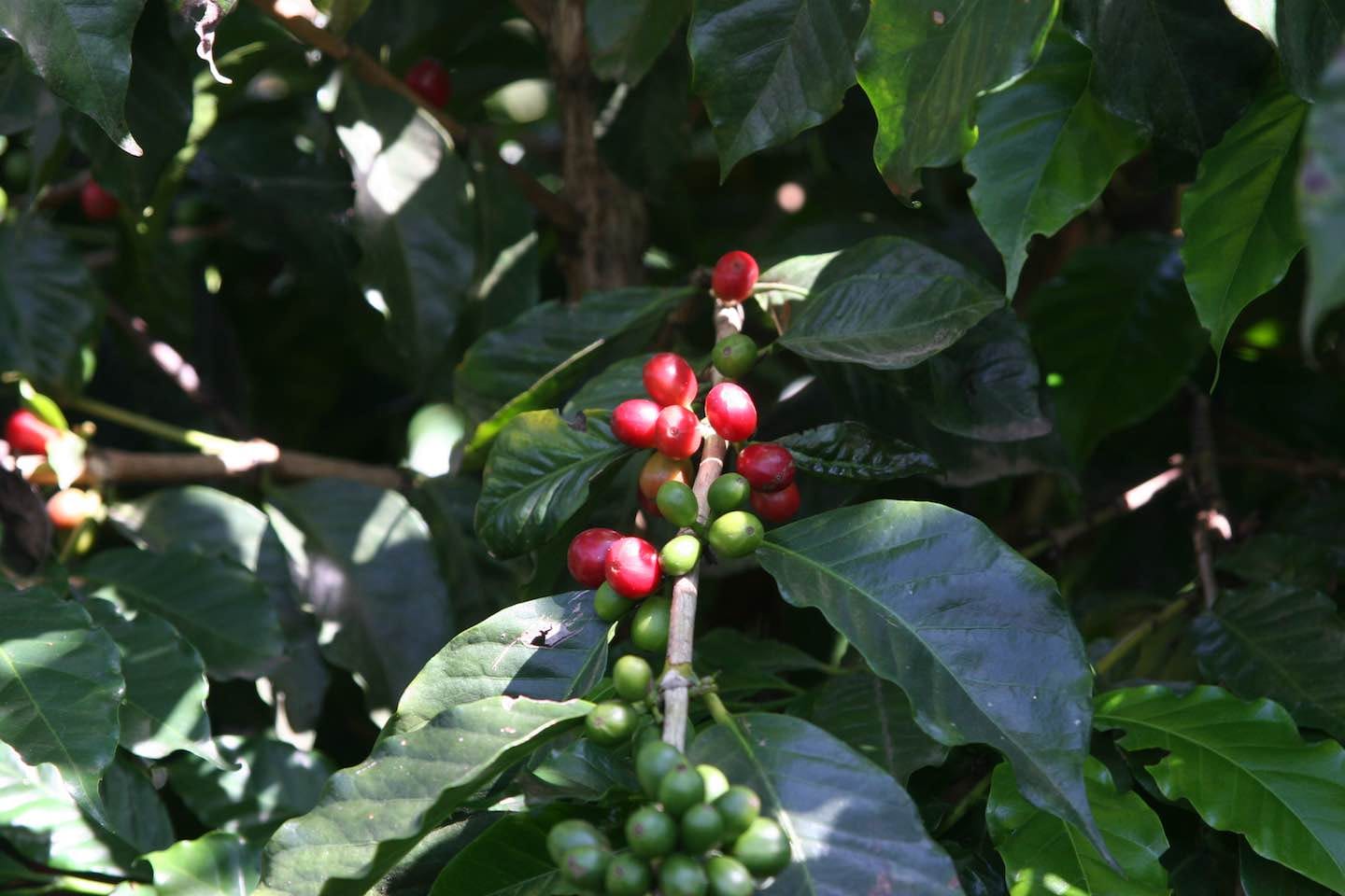 Machete Coffee