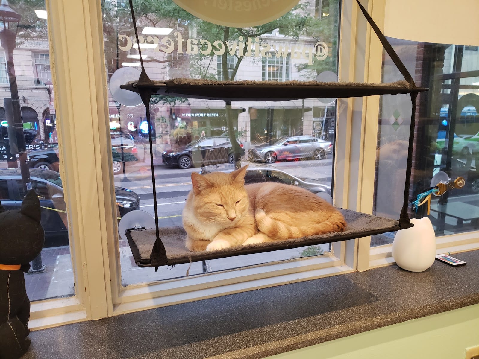 The Pawsitive Cafe