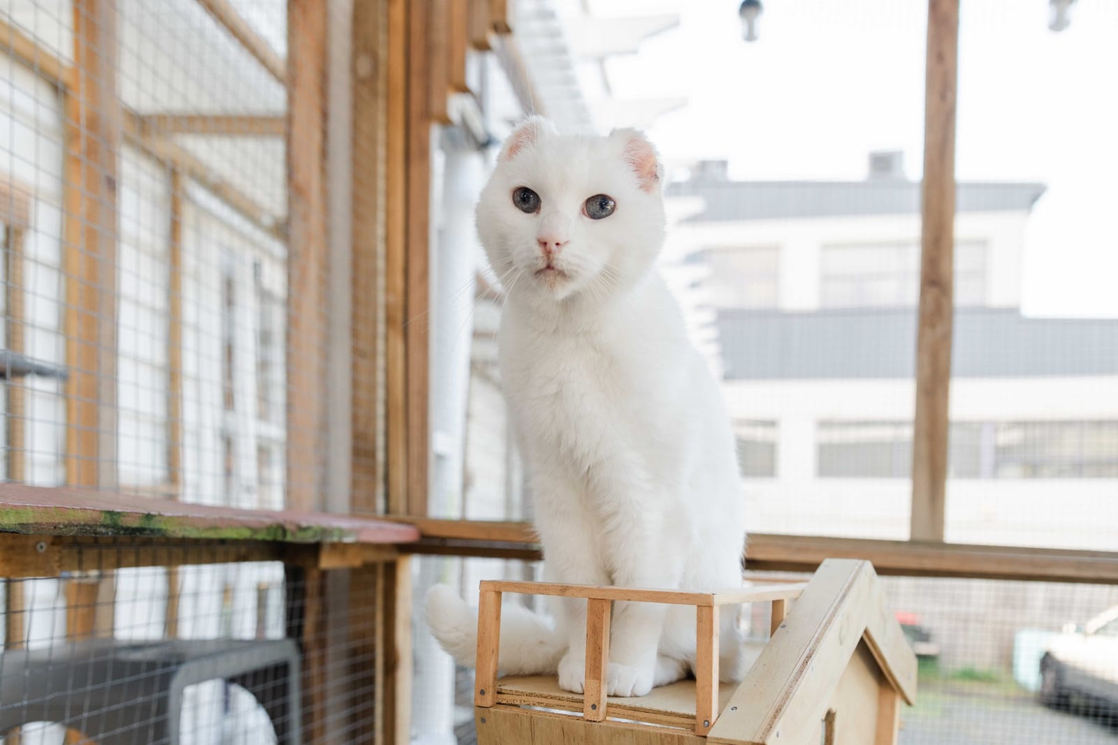 Purrs & Beans Cat Haven and Café photo 6
