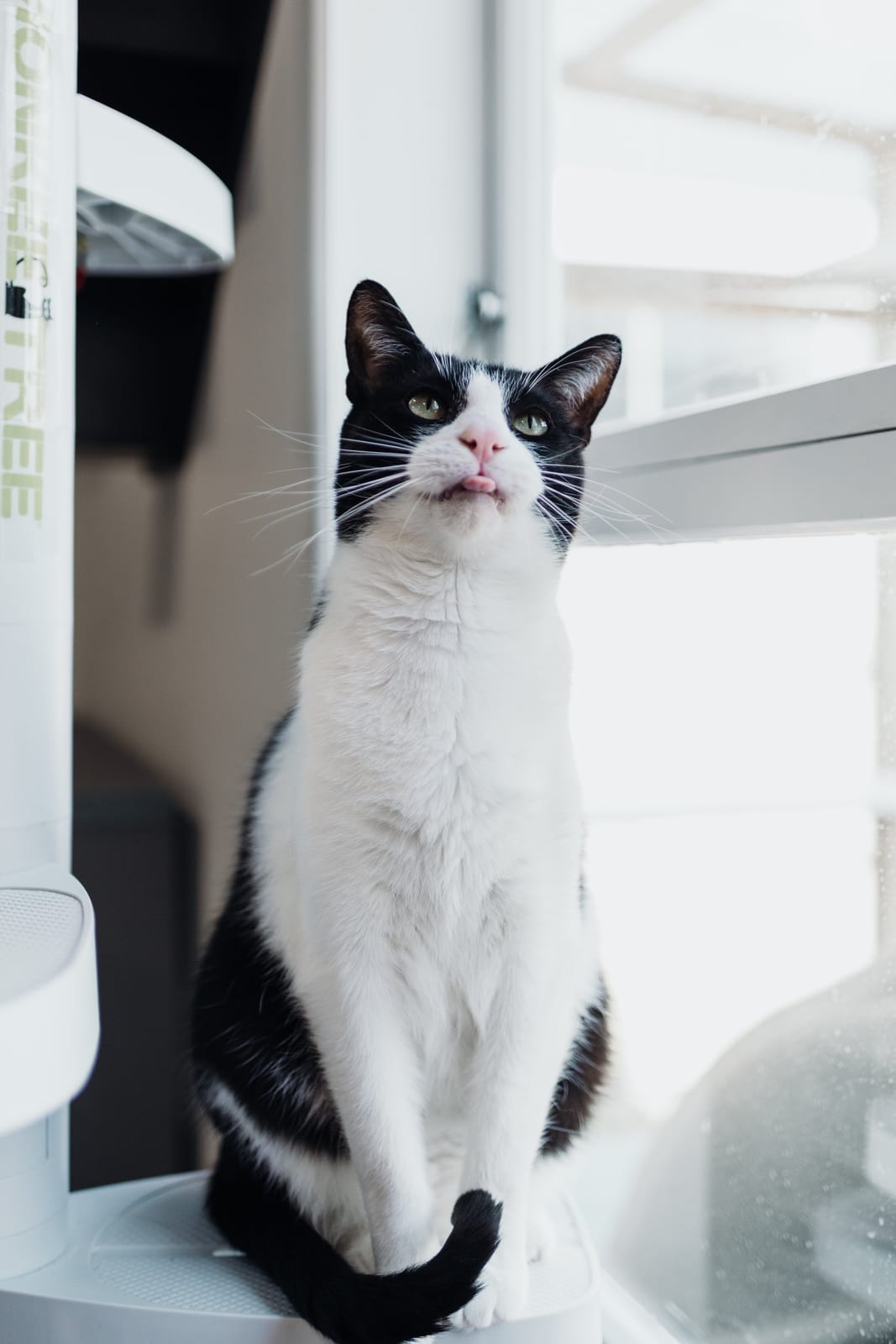 Purrs & Beans Cat Haven and Café photo 2
