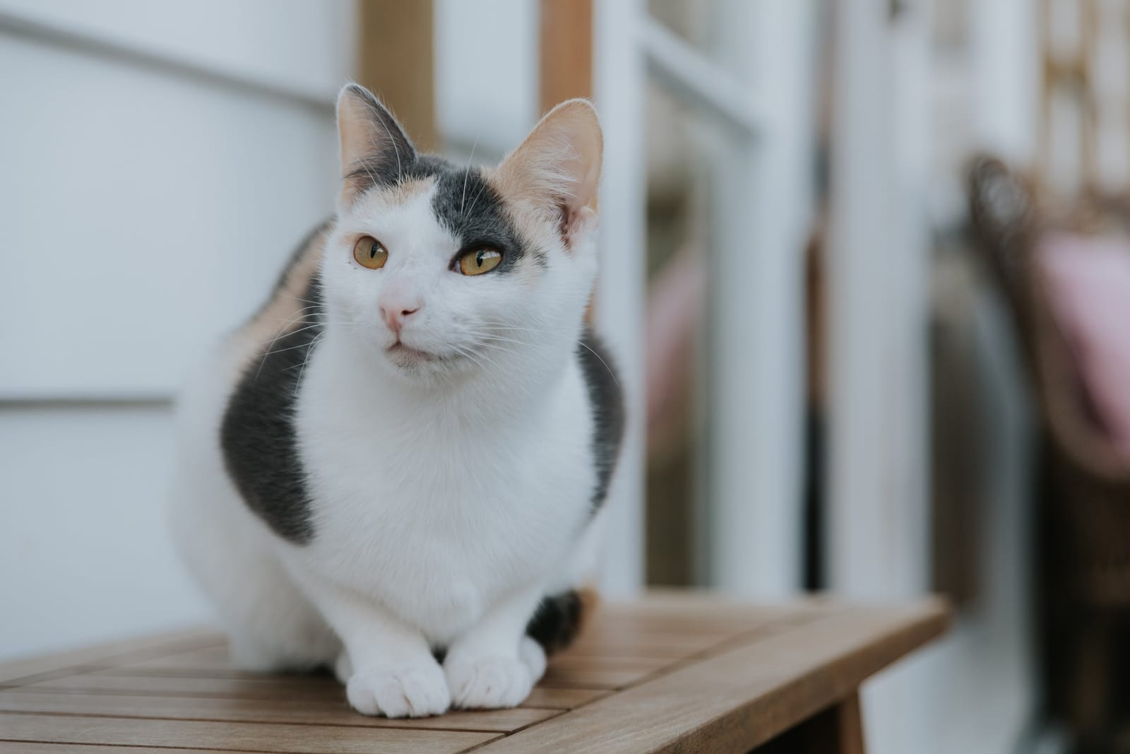 Purrs & Beans Cat Haven and Café photo 5