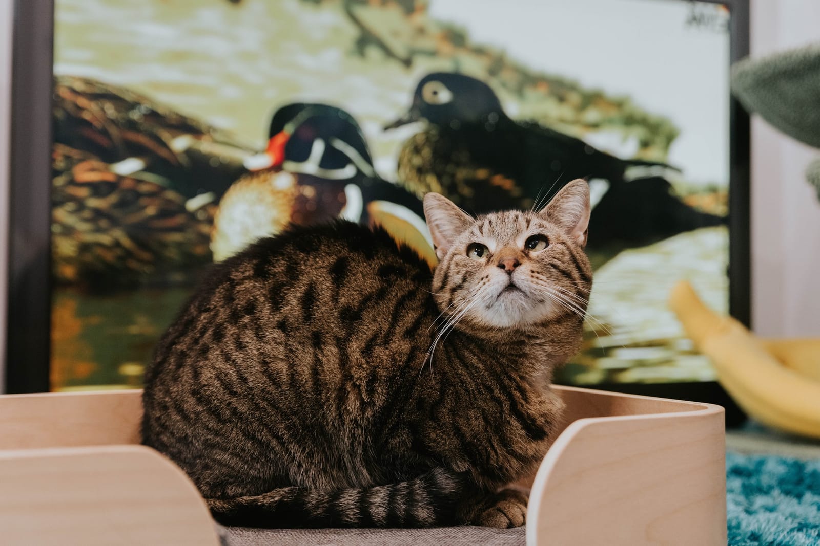 Purrs & Beans Cat Haven and Café photo 4