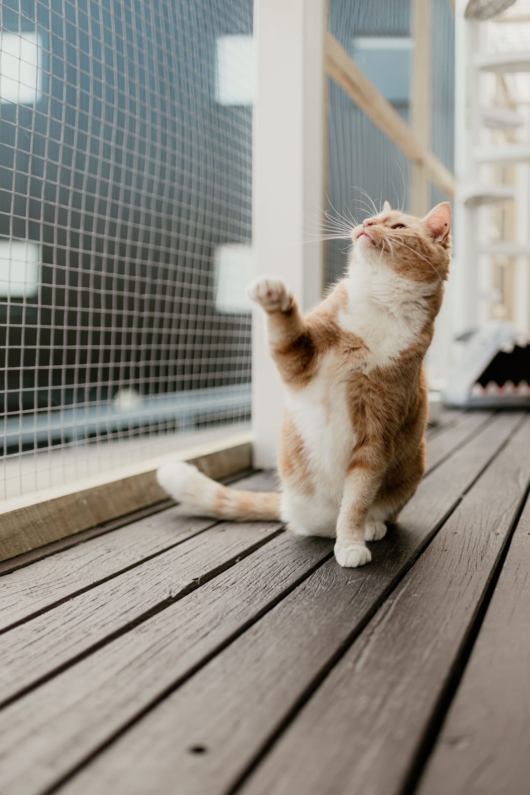 Purrs & Beans Cat Haven and Café photo 3