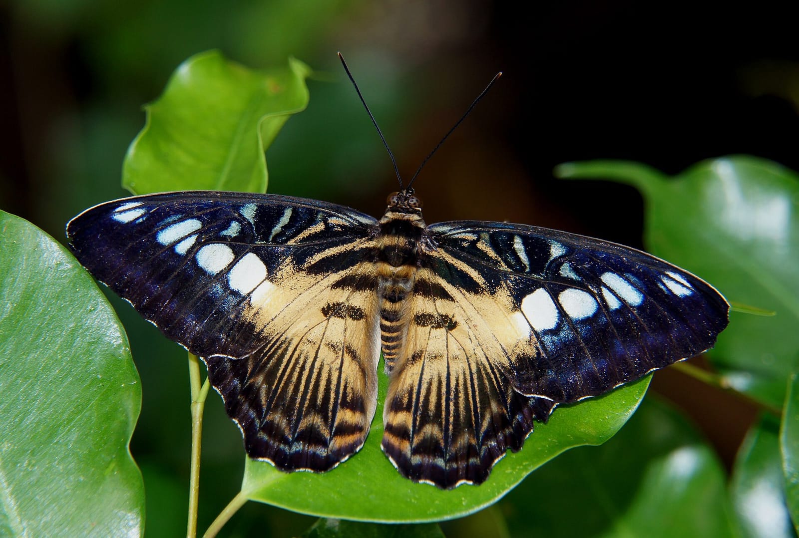 Precinct