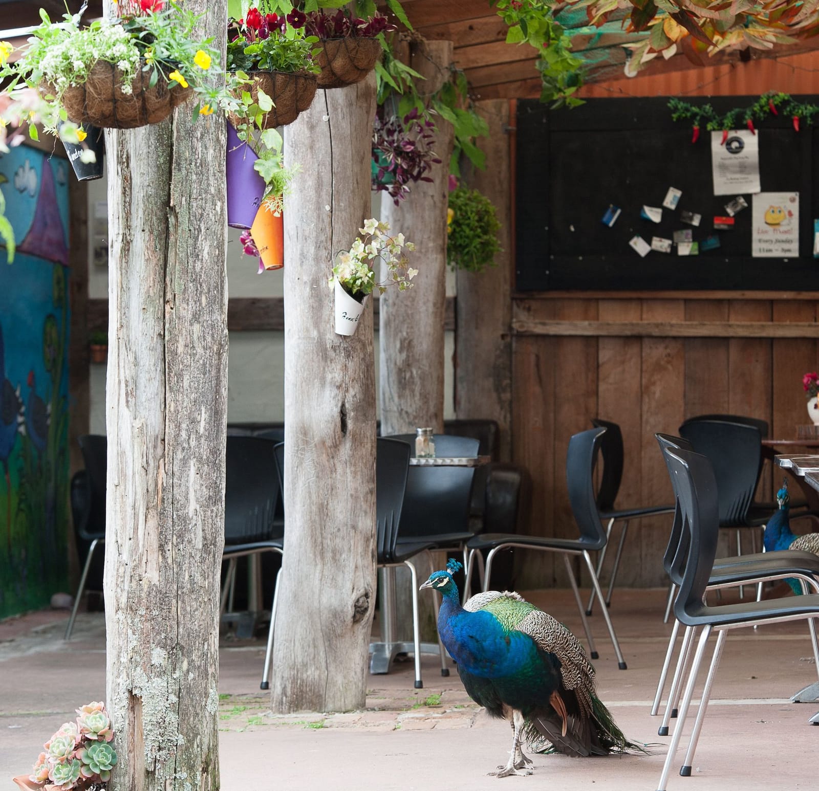 Pukeko Cafe