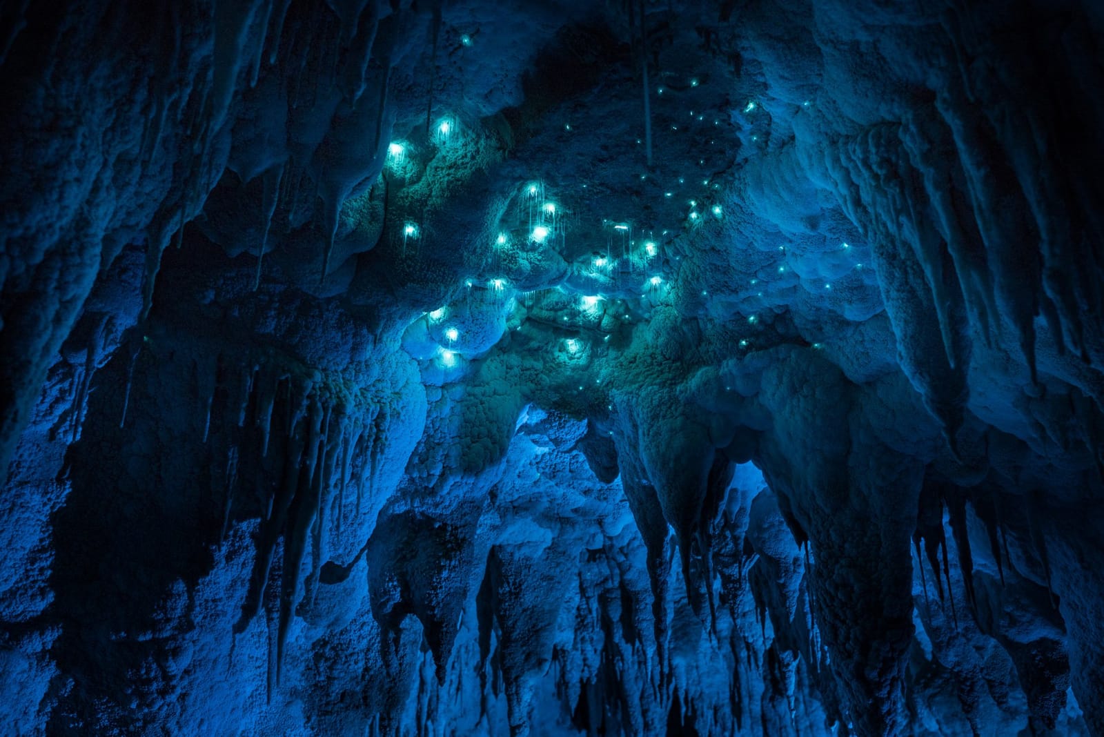 Nikau Cave & Café photo 3