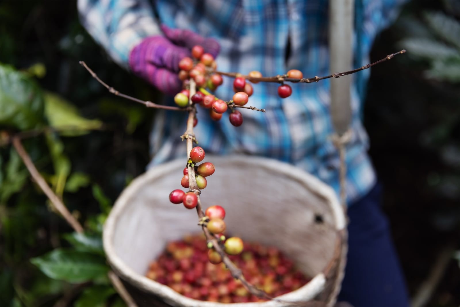 Elm Roastery photo 4