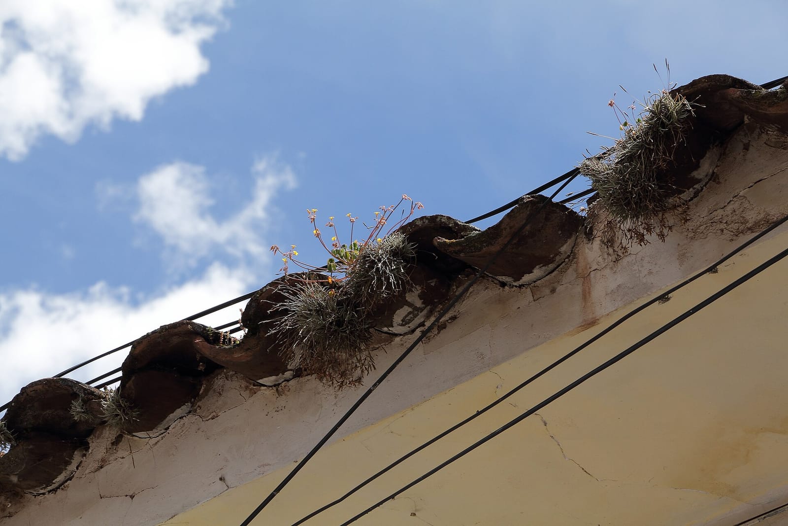 Cafe.com  Organico photo 2