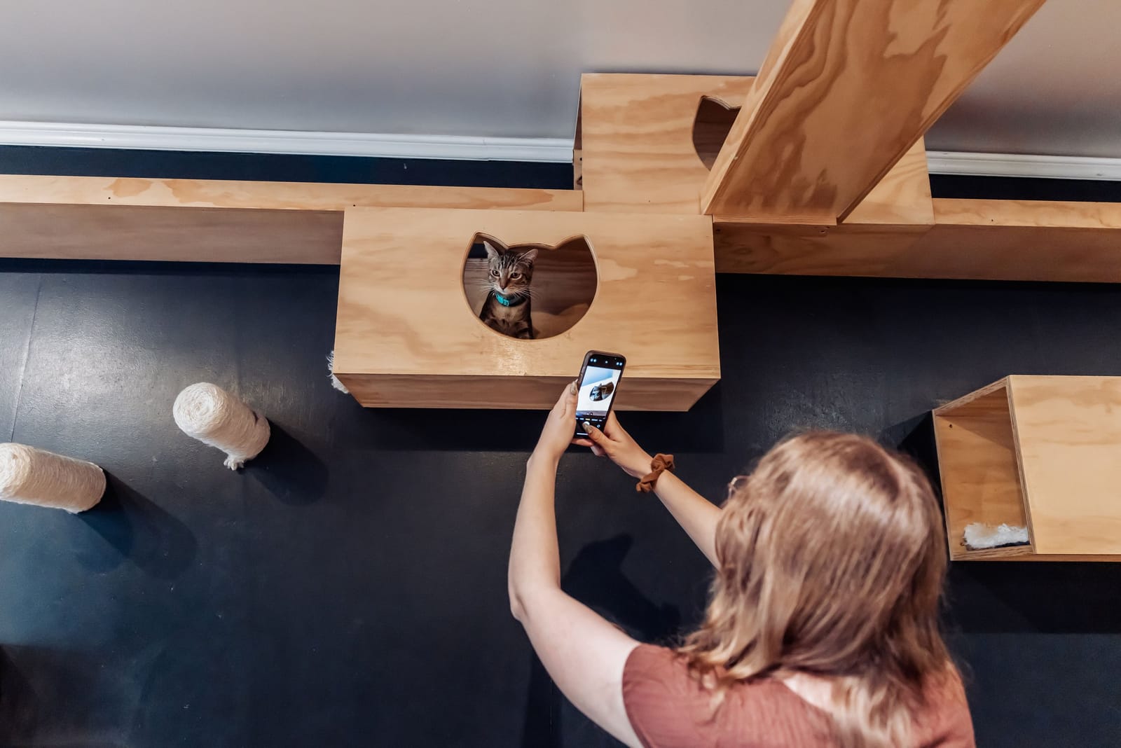 Denver Cat Company photo 6