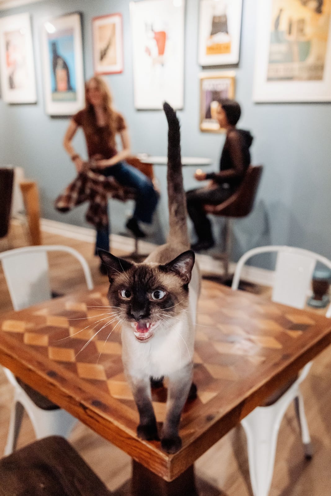 Denver Cat Company photo 5