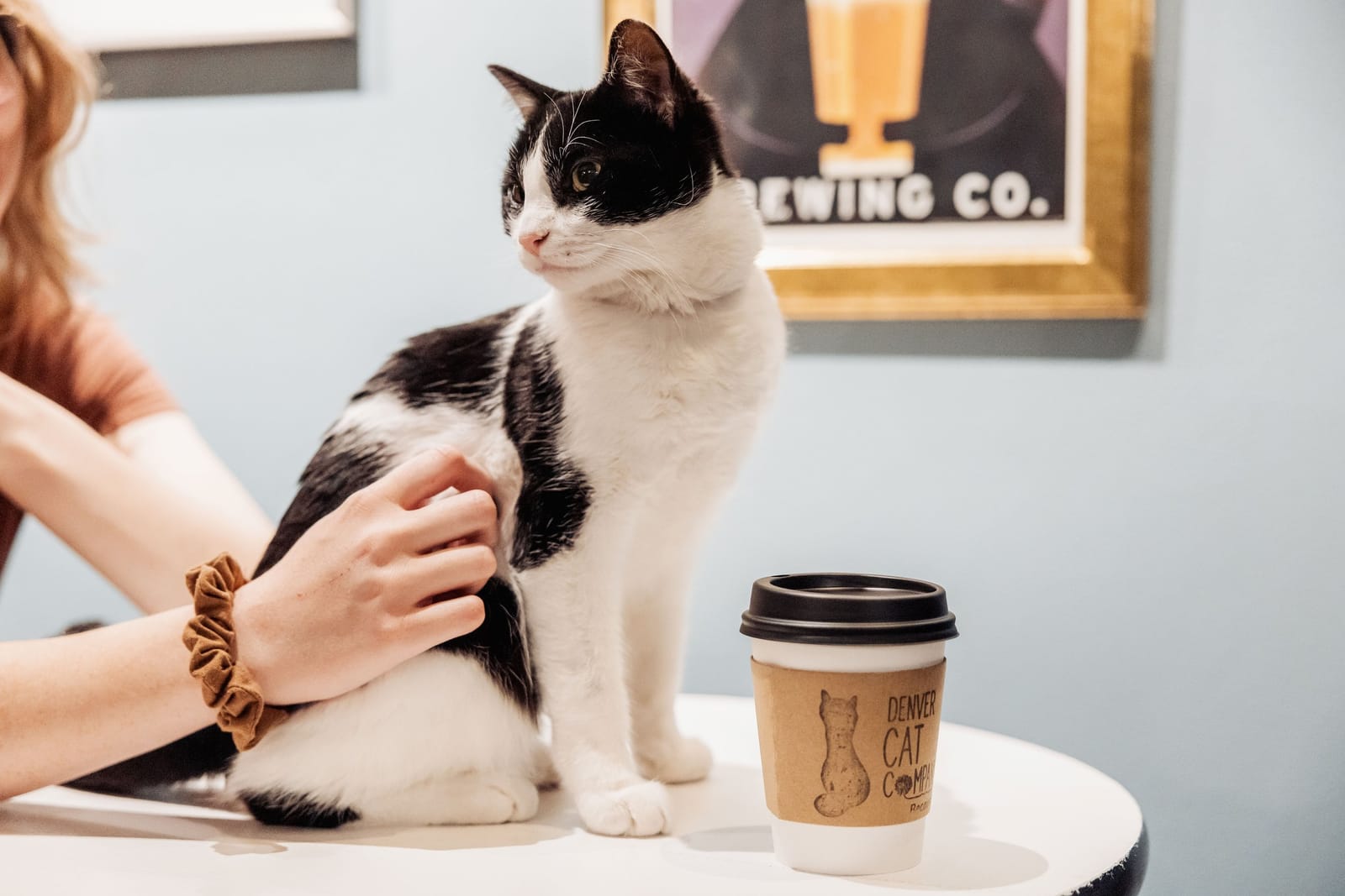 Denver Cat Company photo 7