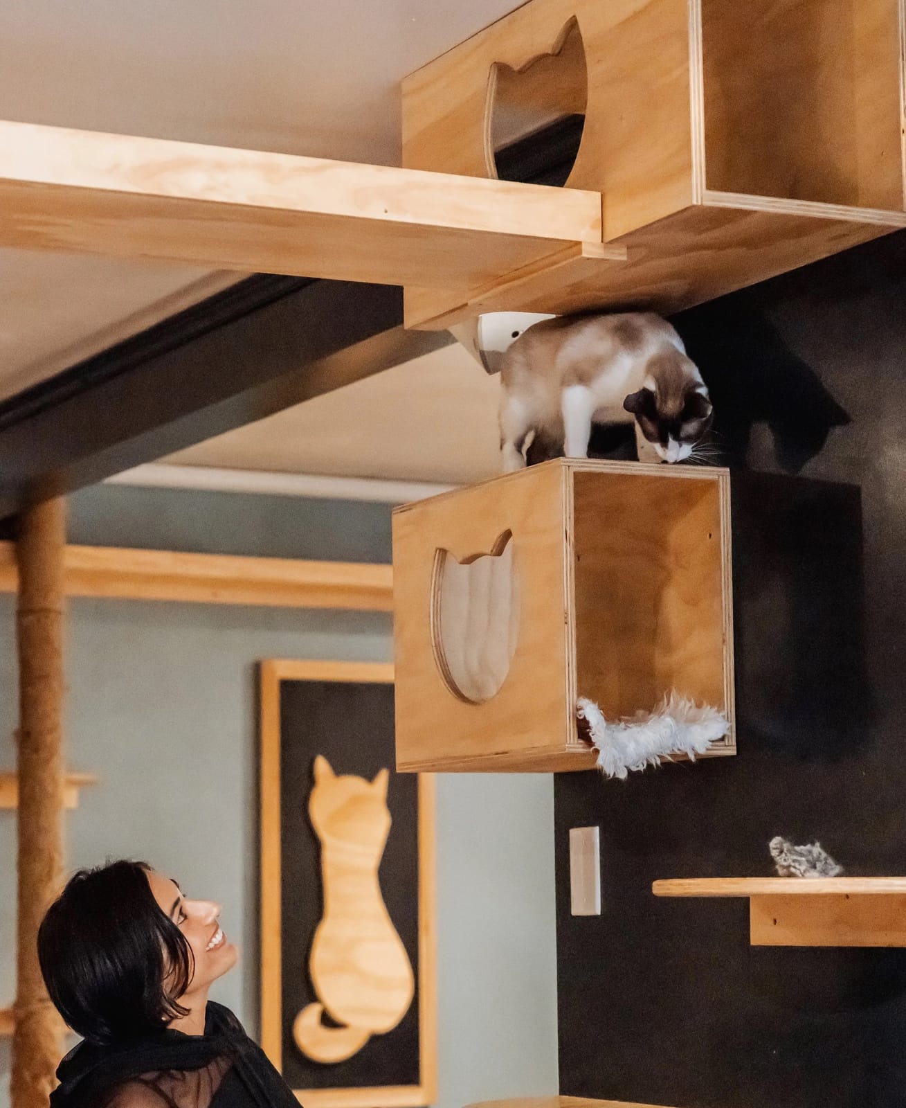Denver Cat Company photo 3