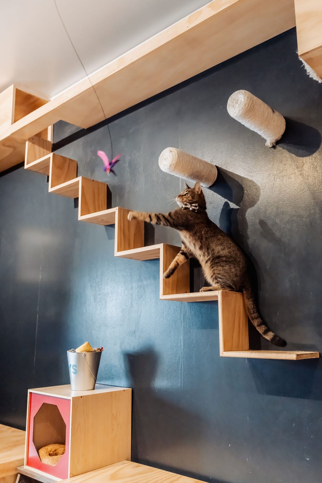 Denver Cat Company photo 8