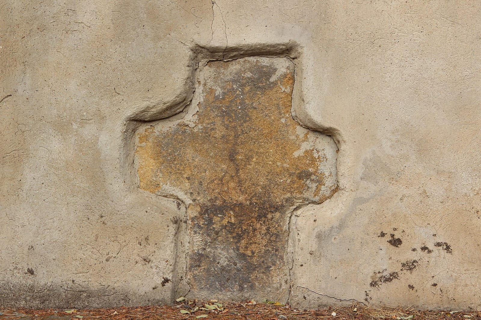 Daisy photo 4
