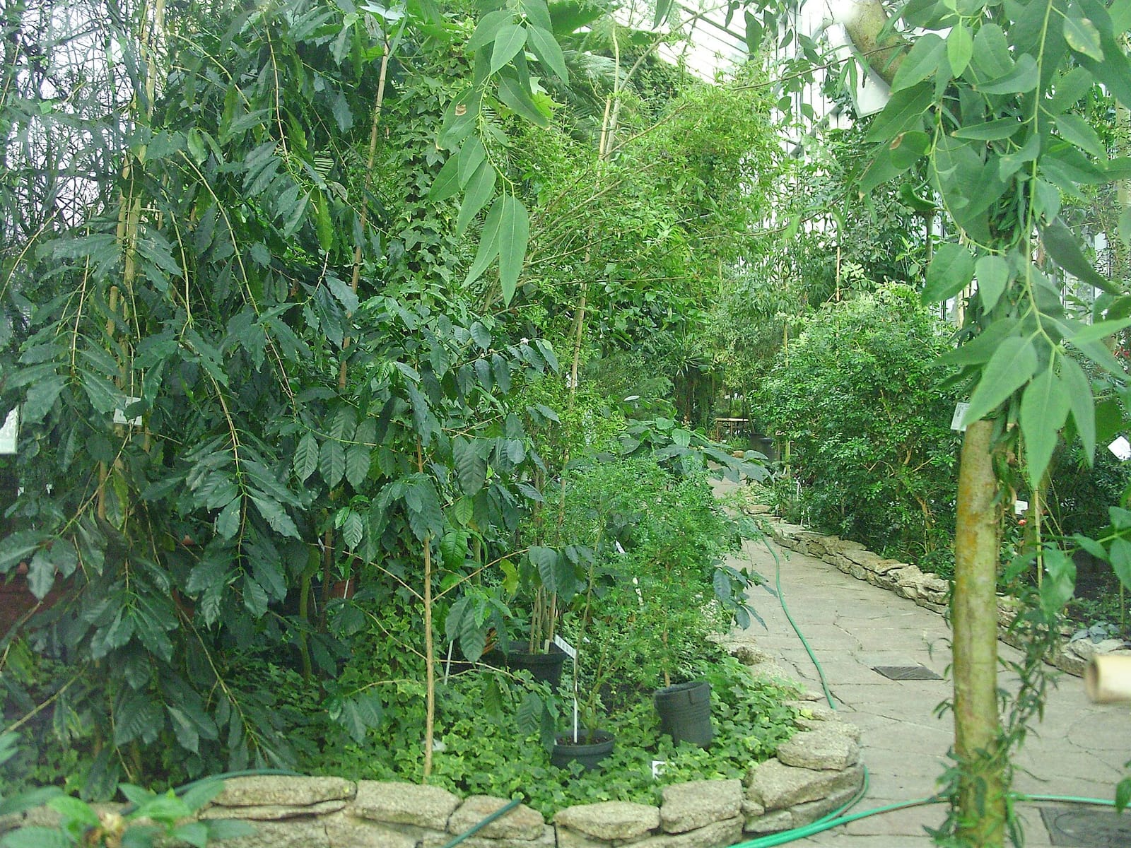 Kawiarnia Palmiarnia photo 3