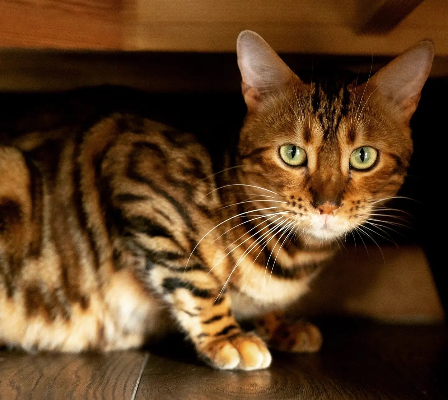 Miau Grau photo 6