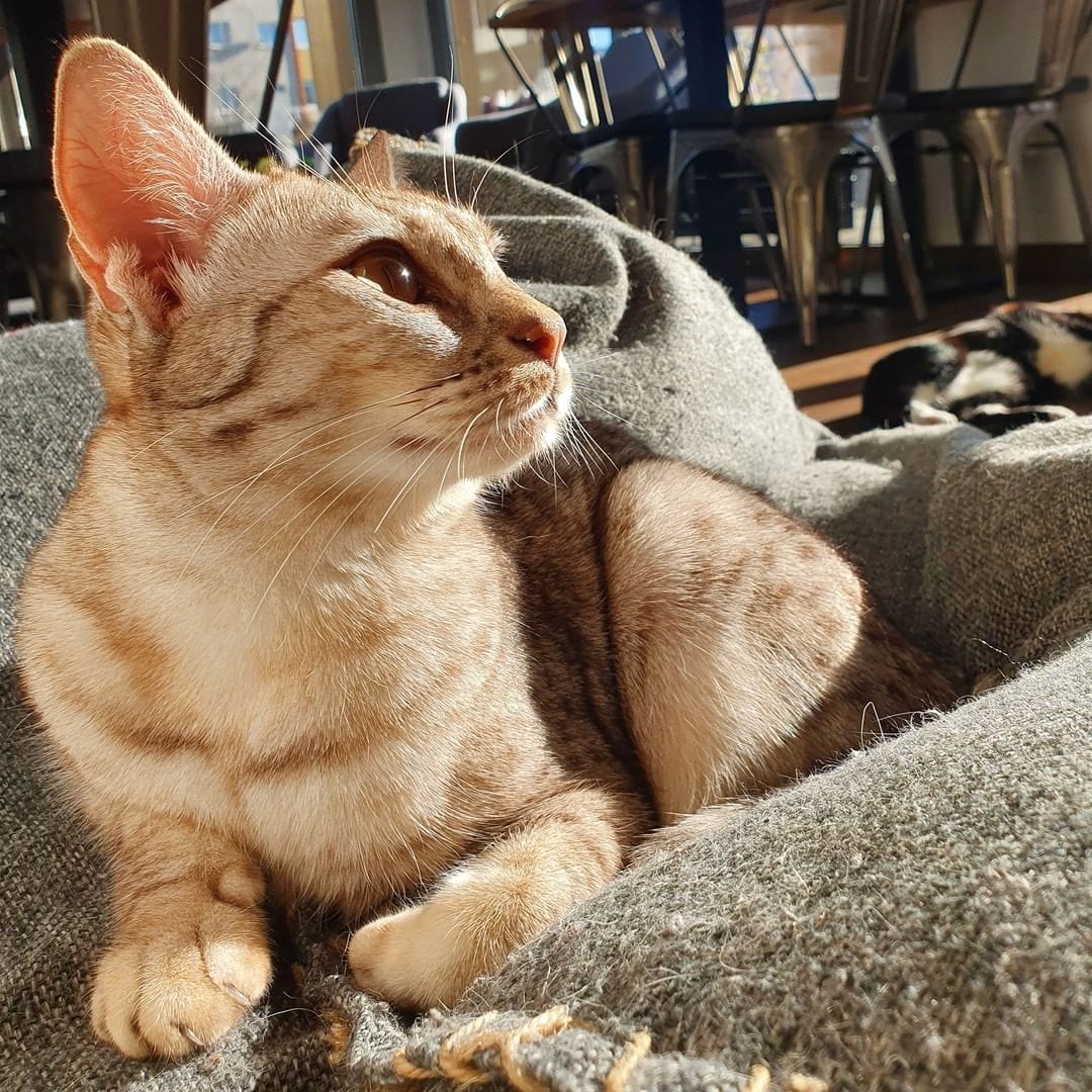 Miau Grau photo 5