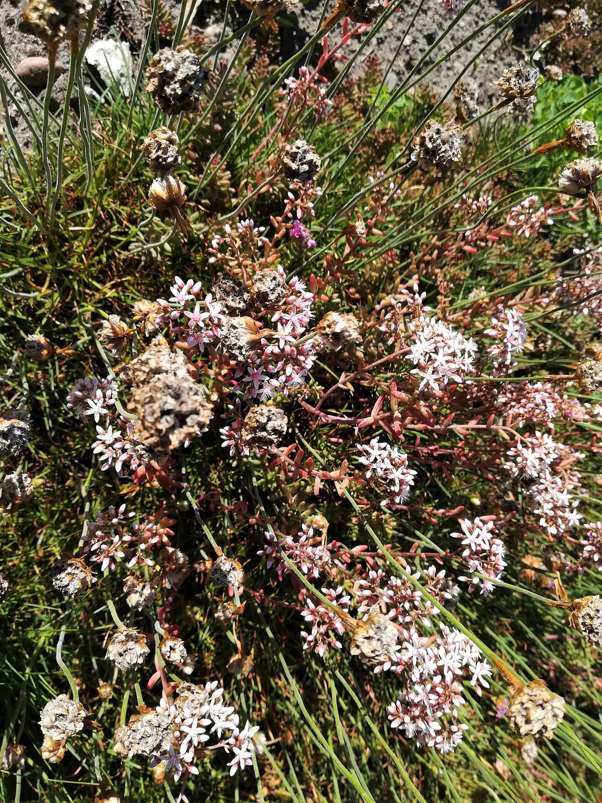 Kawiarenka w Ogrodzie Botanicznym