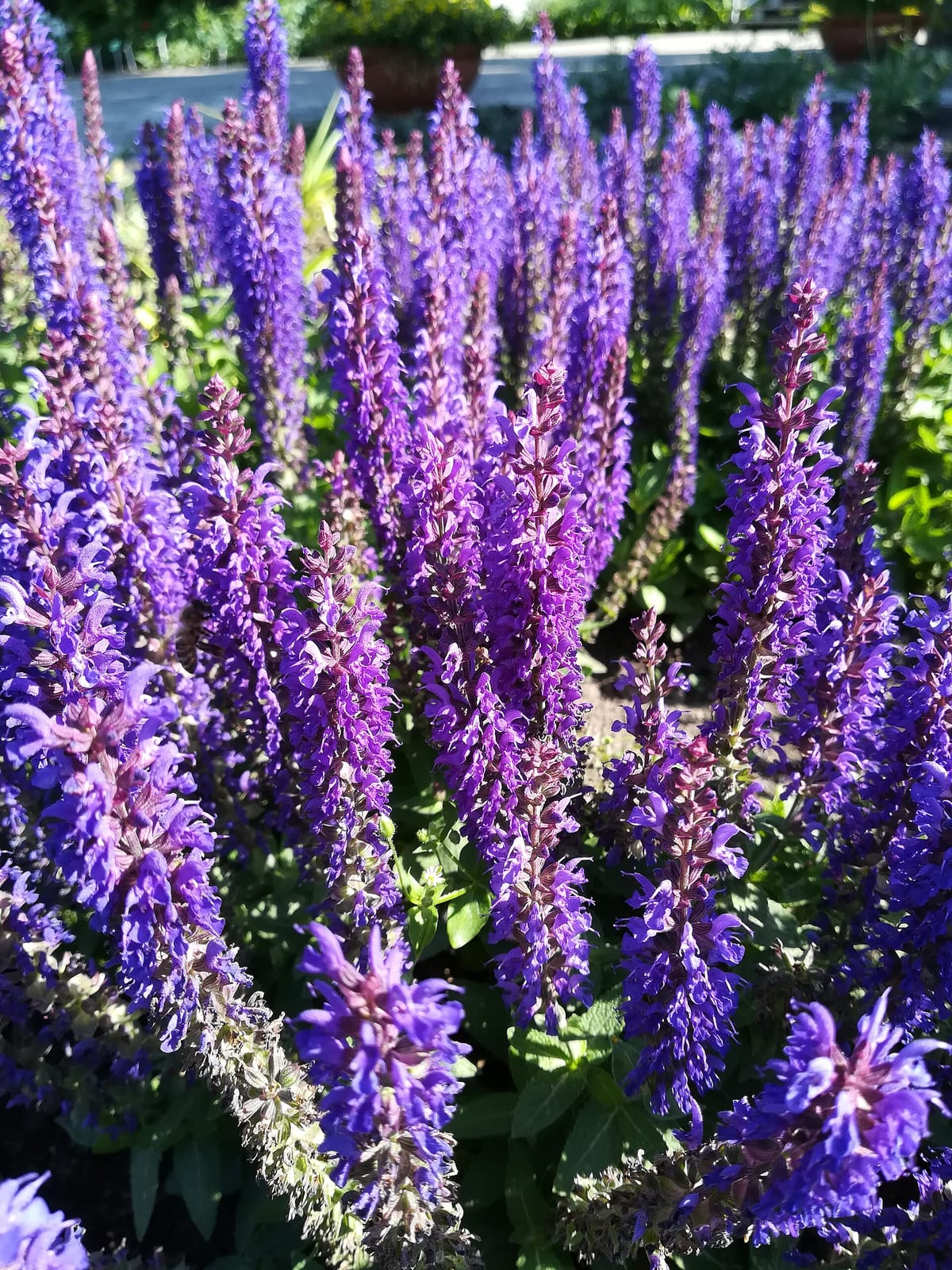 Kawiarenka w Ogrodzie Botanicznym photo 4