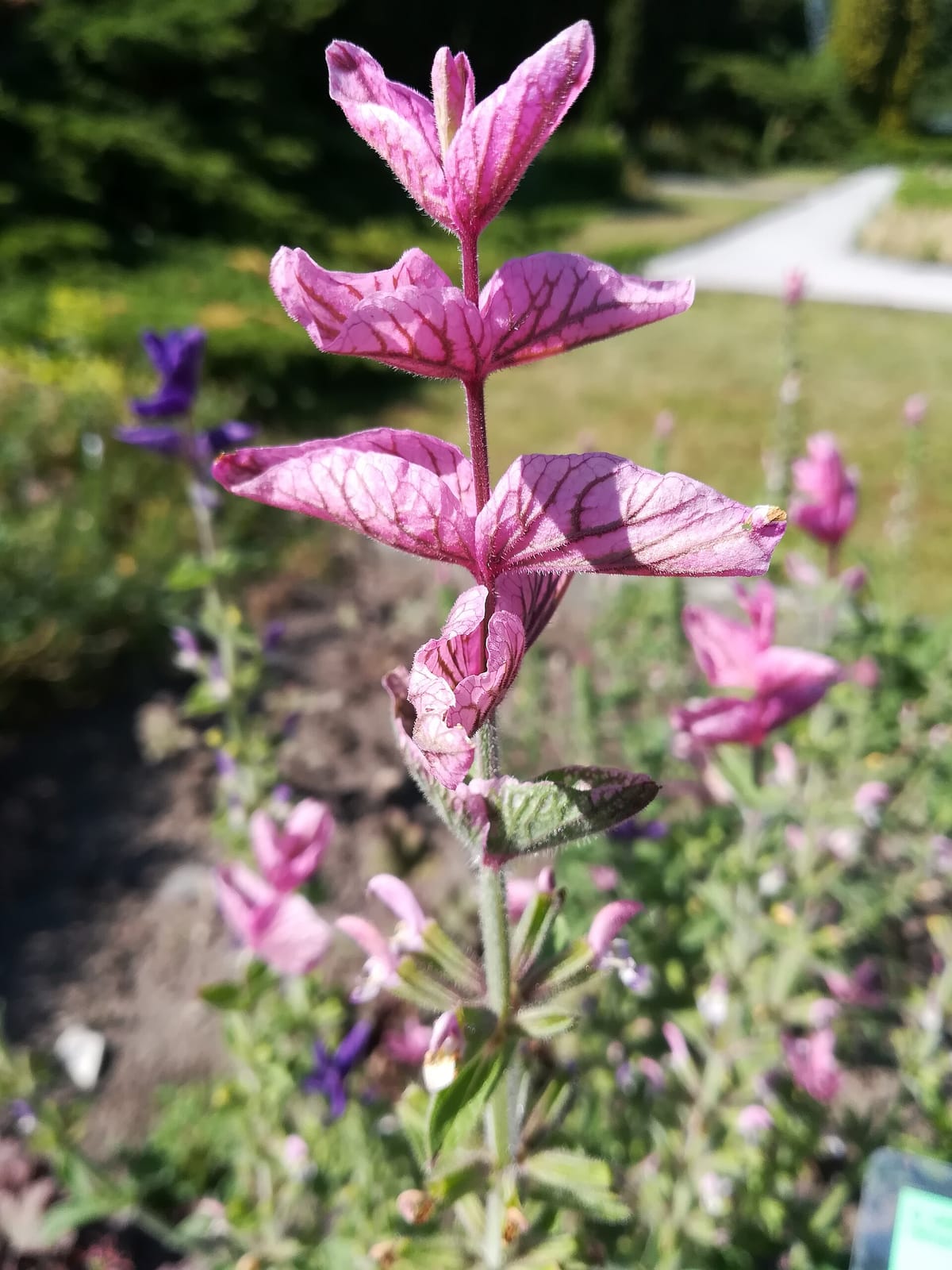 Kawiarenka w Ogrodzie Botanicznym photo 2