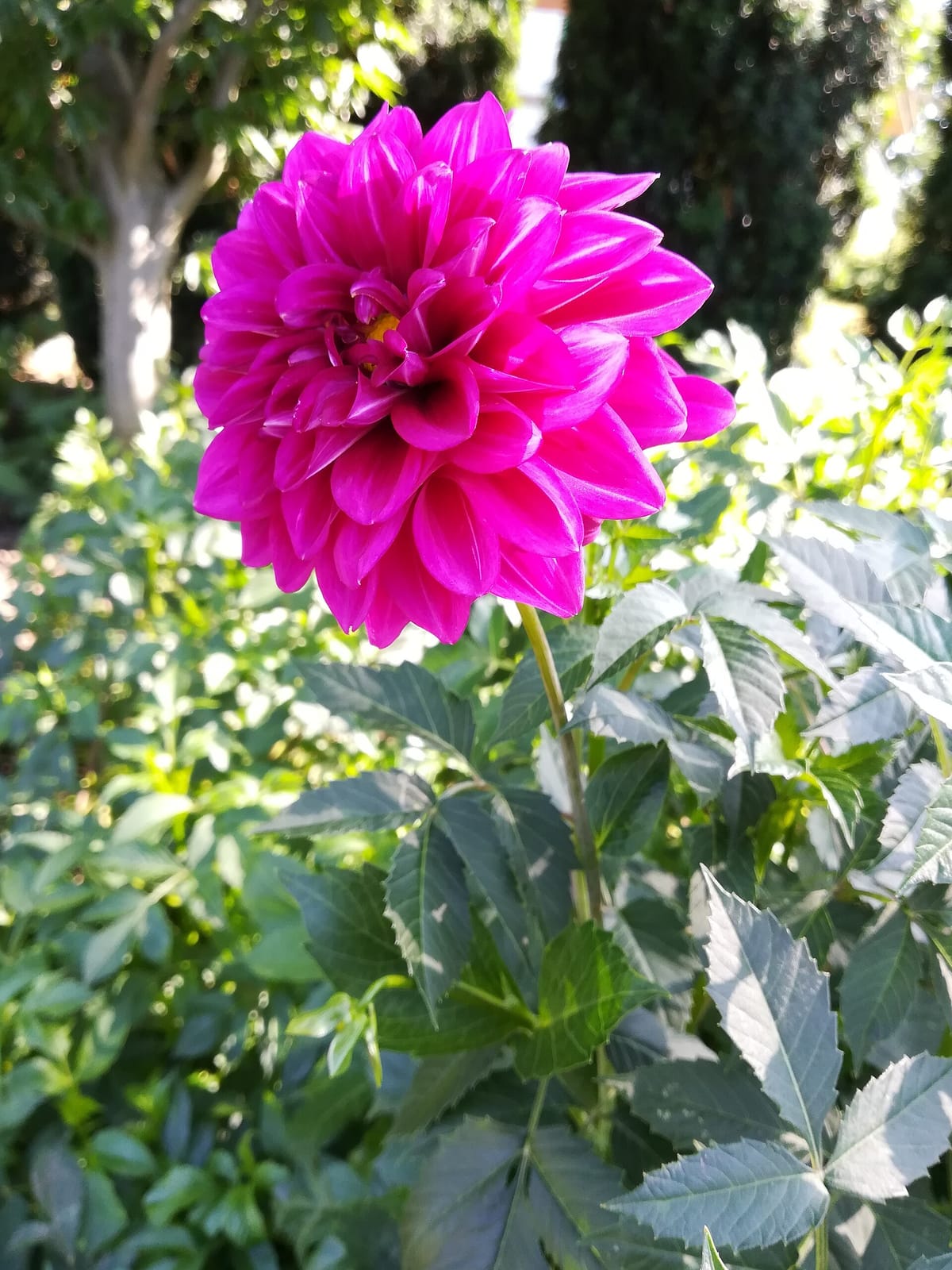 Kawiarenka w Ogrodzie Botanicznym photo 3