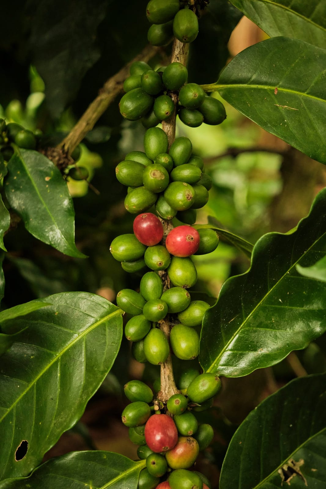 Café Finca Cialitos photo 4