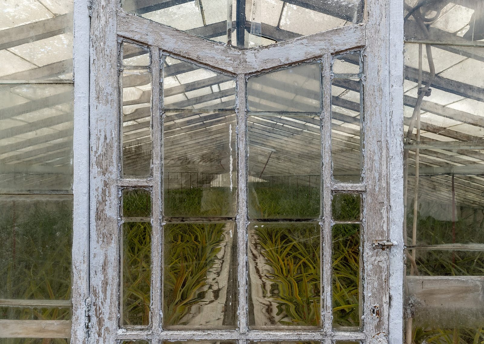Plantacao da Ananas dos Acores photo 3