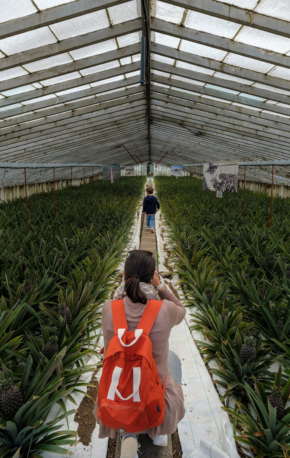 Plantacao da Ananas dos Acores photo 2