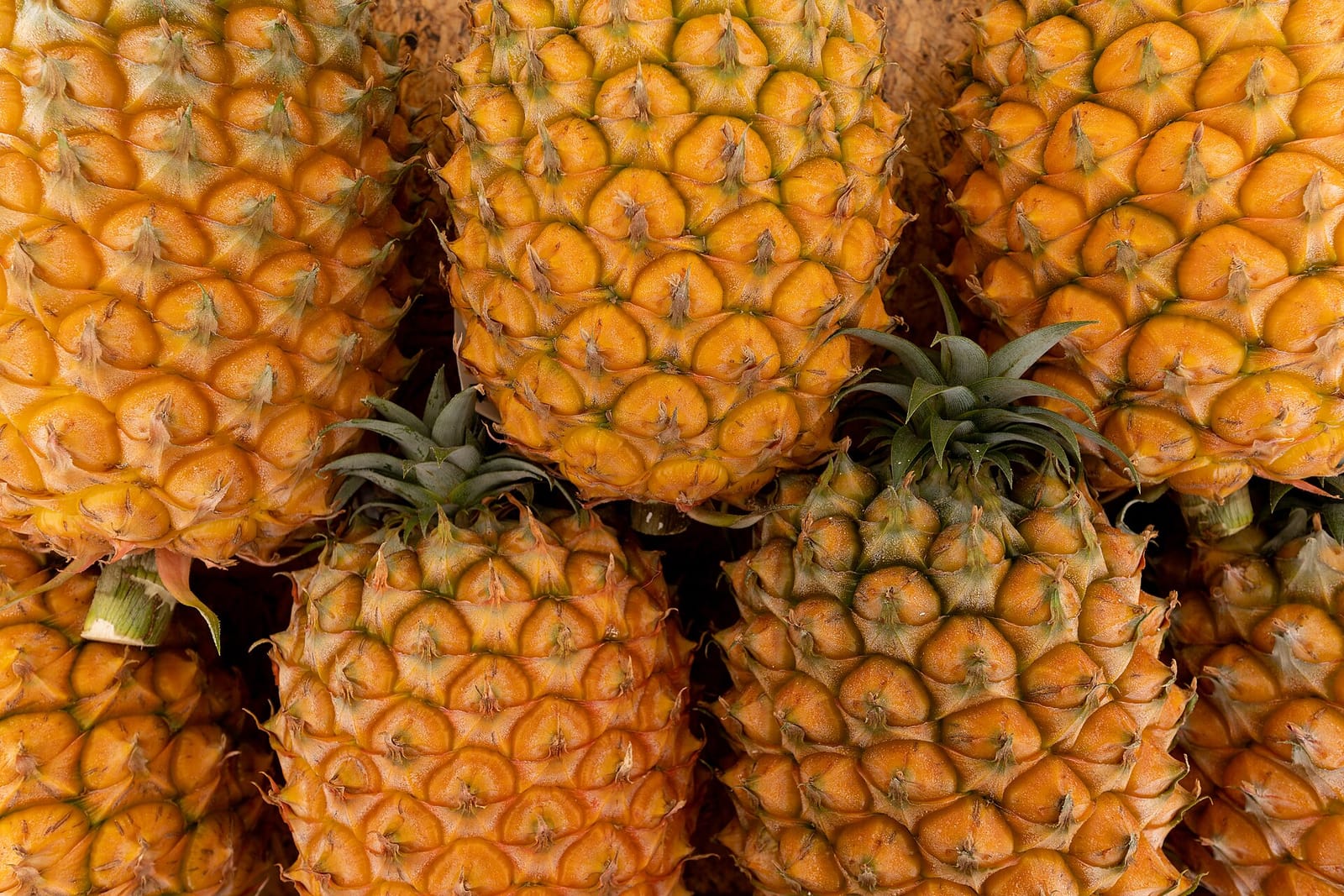 Plantacao da Ananas dos Acores