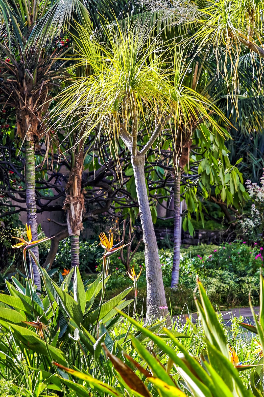 Jardim de Santa Luzia photo 3