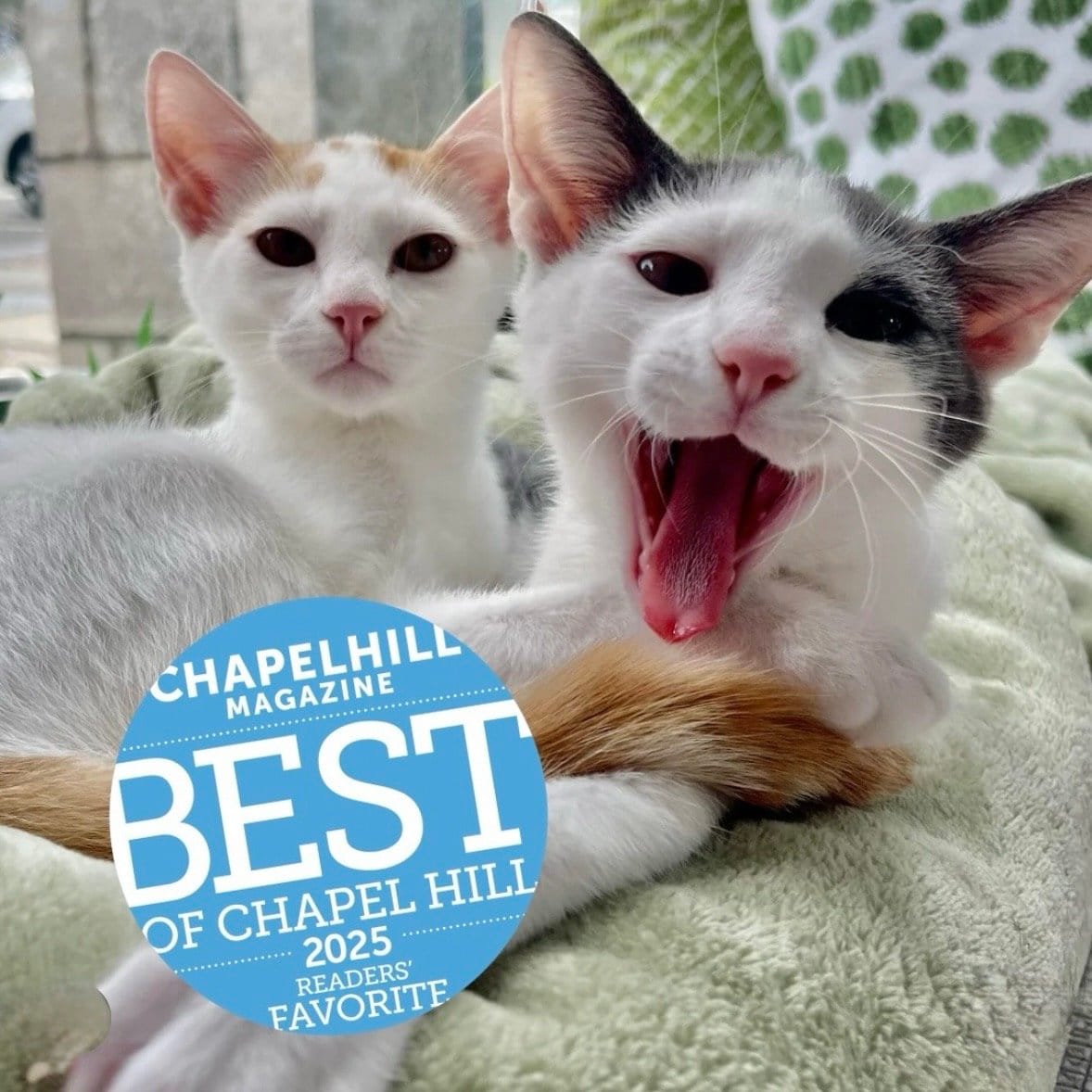 Cat Tales Cat Café photo 3