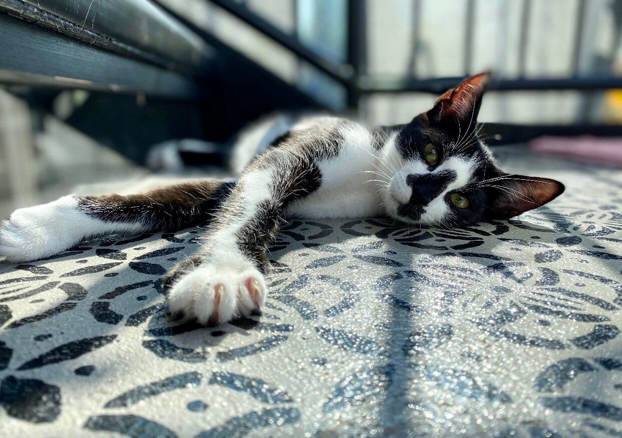 Cat Tales Cat Café photo 2