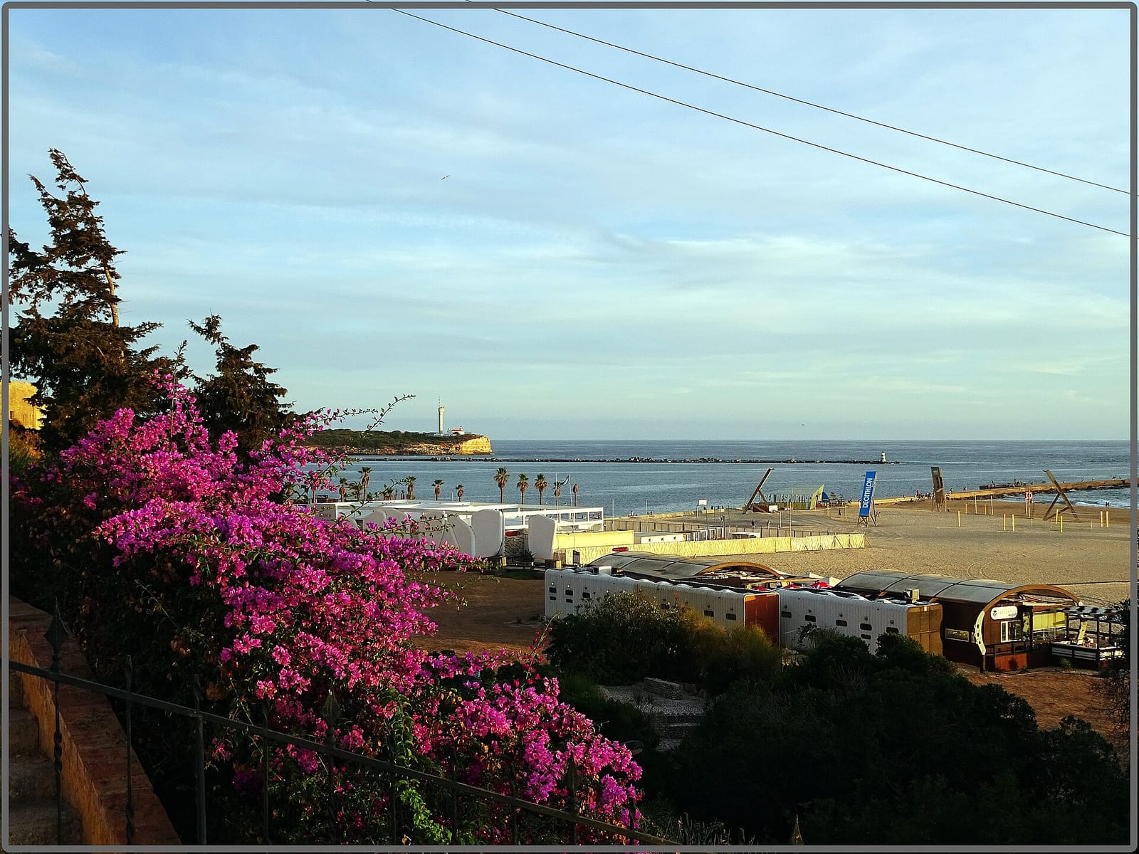 Palmar photo 3