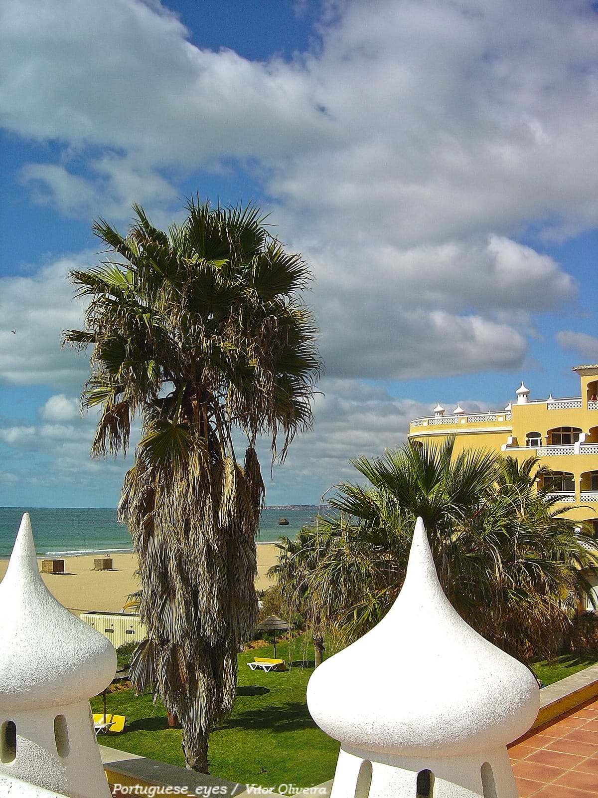 Palmar photo 4