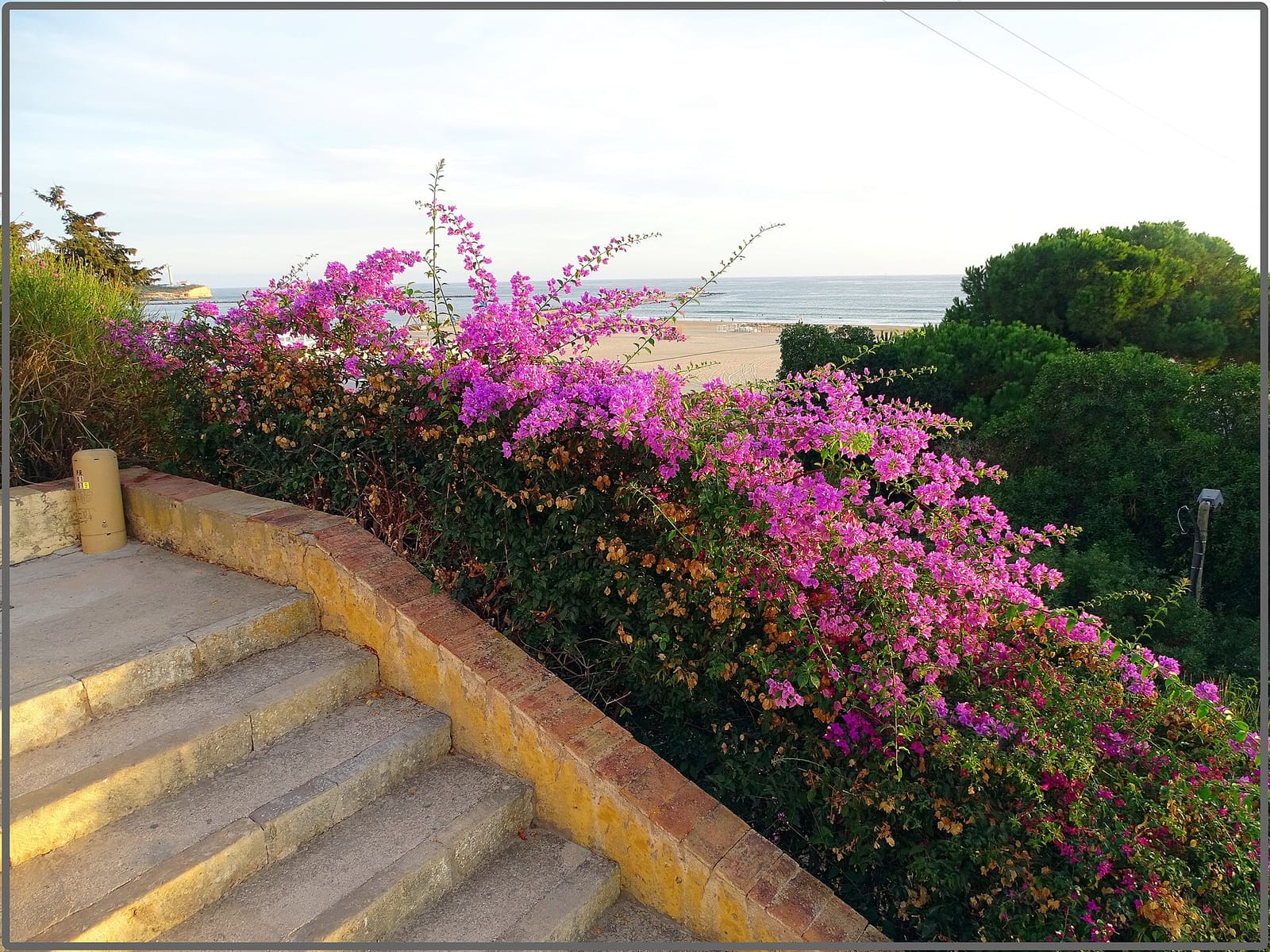 Palmar photo 2