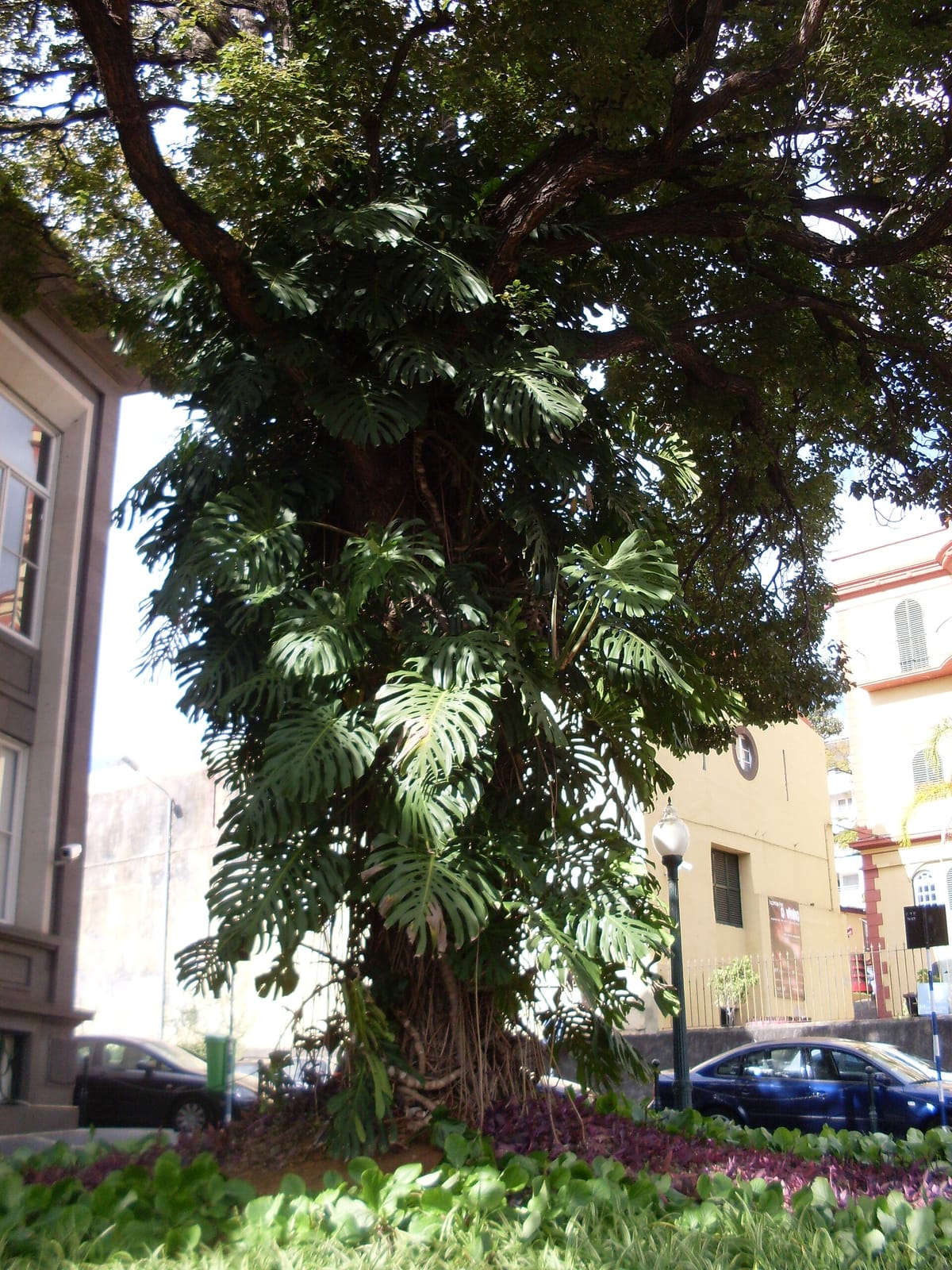 Brunch Club Madeira photo 3
