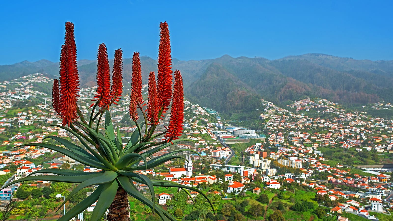 Do Pico photo 2