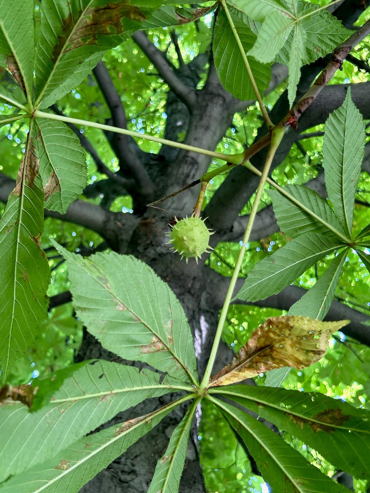 Naboar photo 4